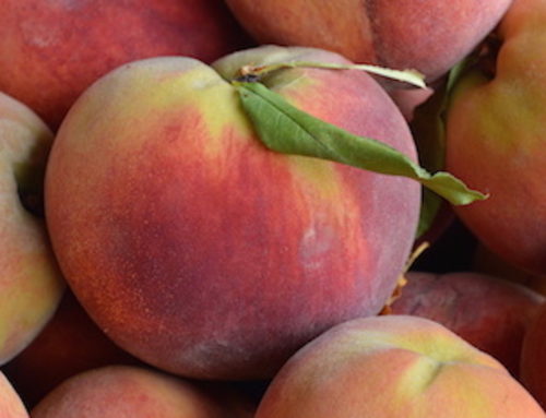 Top Places to Visit in Georgia