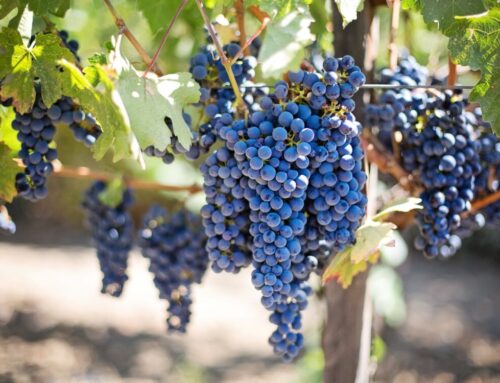 NAPA VALLEY, CALIFORNIA